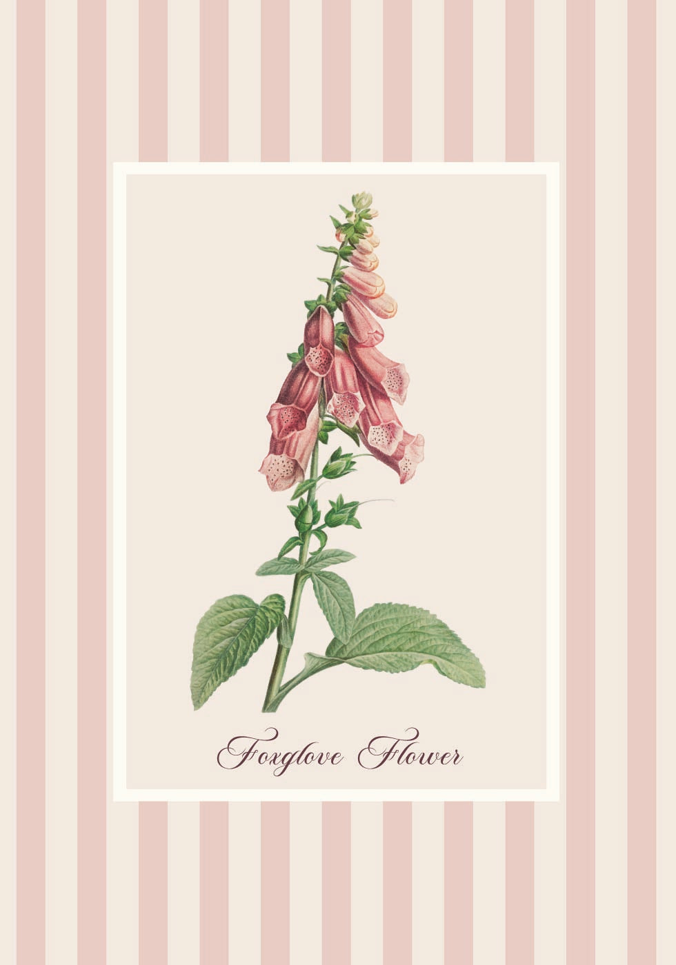 Pink Foxglove Flower -juliste