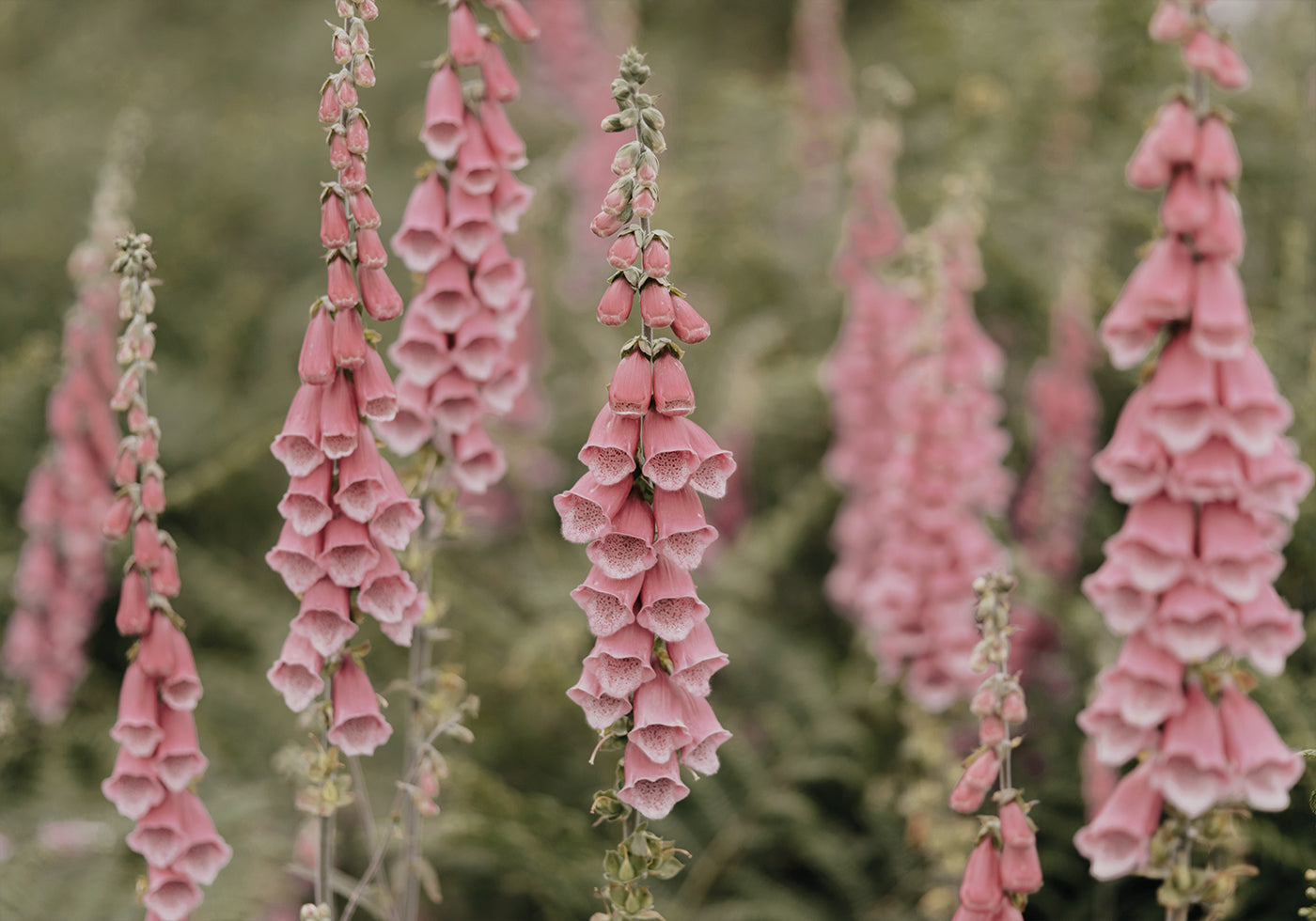 Pink Foxglove Flowers -juliste