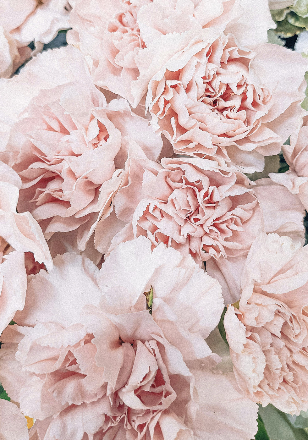 Pink Peony Bloom -juliste 