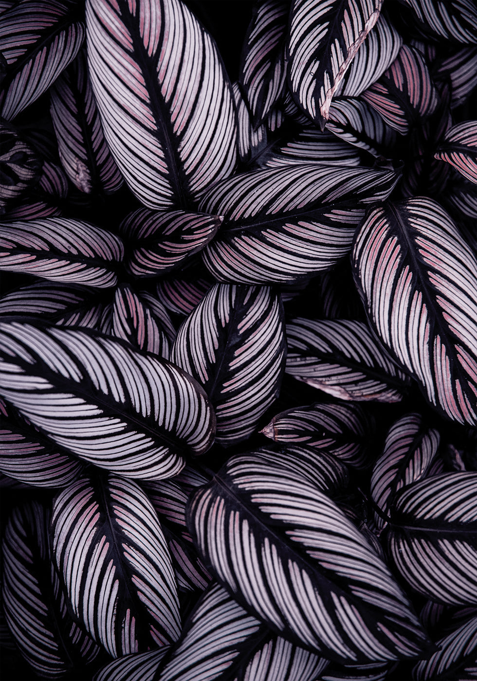 Purple Leaves -juliste 