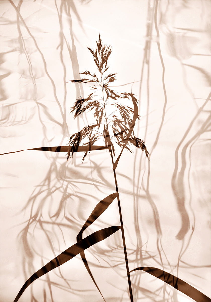 Reed heijastus juliste