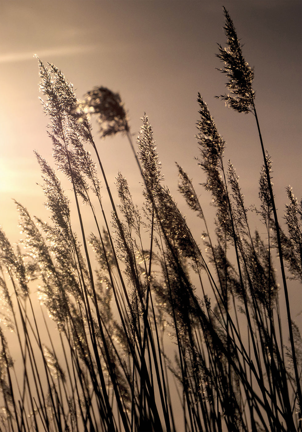 Reeds at Sunset -juliste 