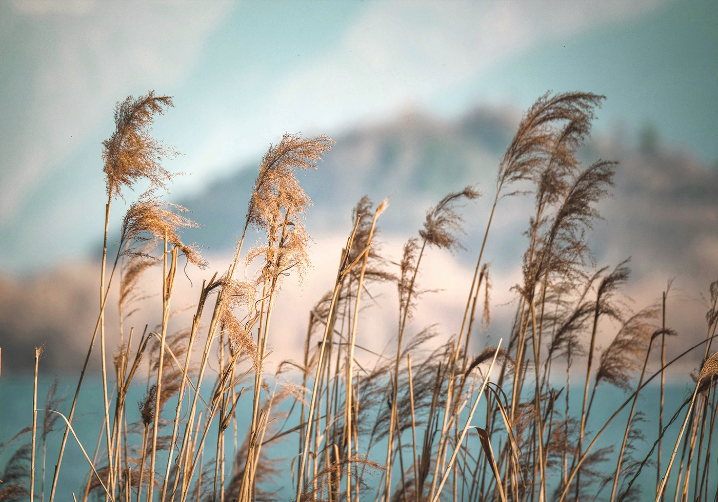 Reeds By The Lake -juliste 