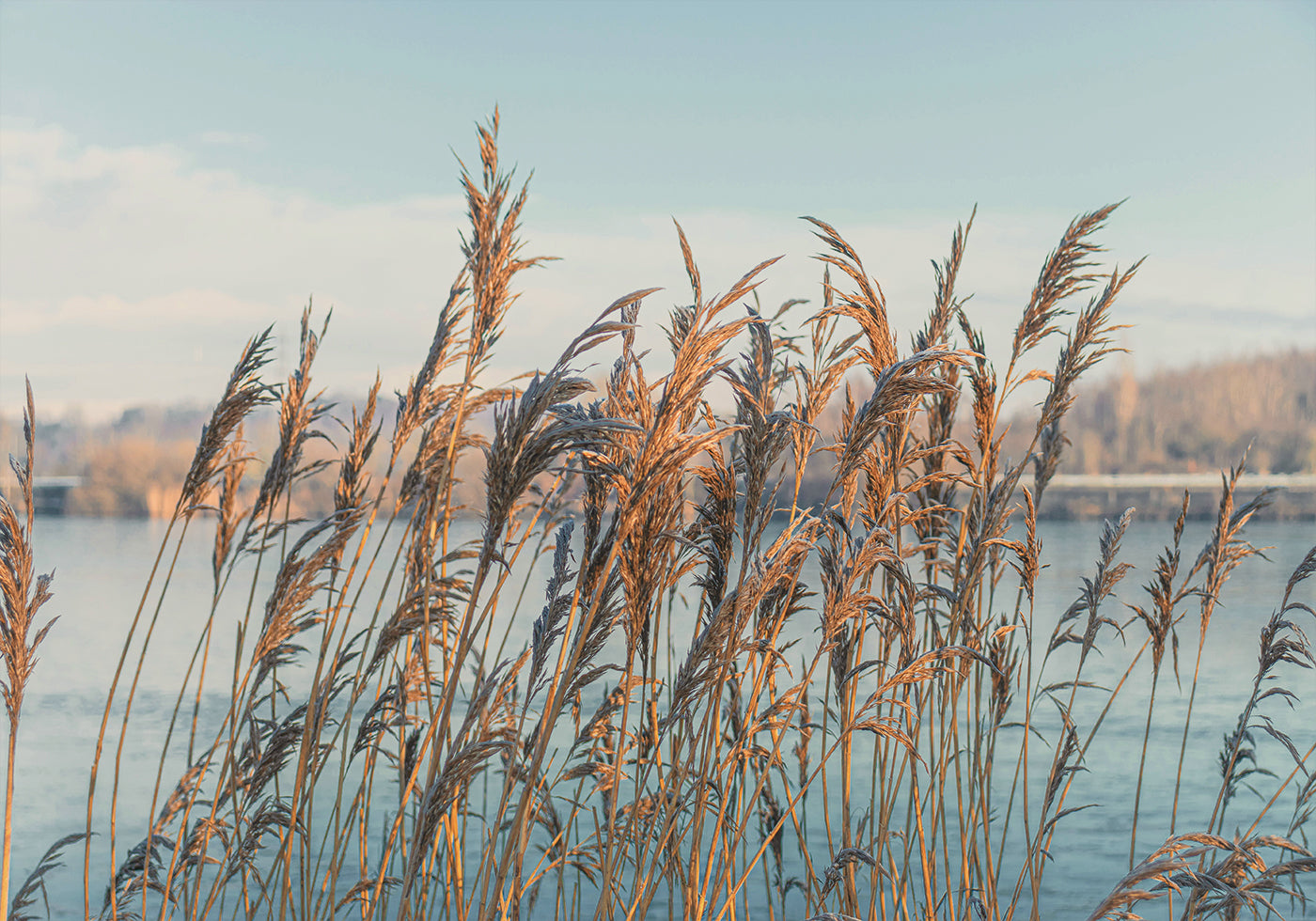 Reeds By The Lake -juliste 