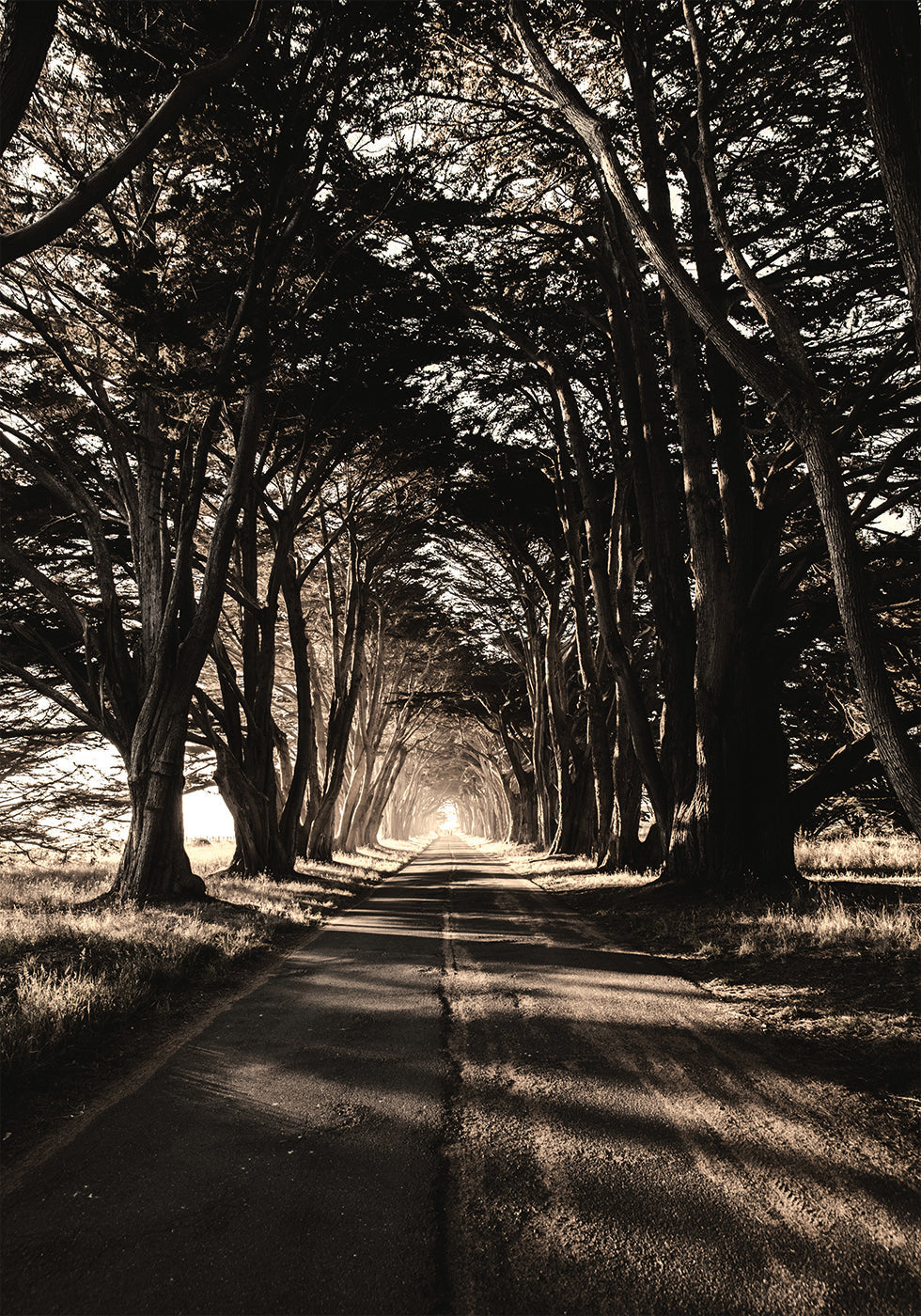 Road Amidst Trees -juliste 