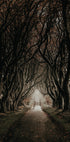 Road Through The Dark Hedges Plakat - Posterbox.dk
