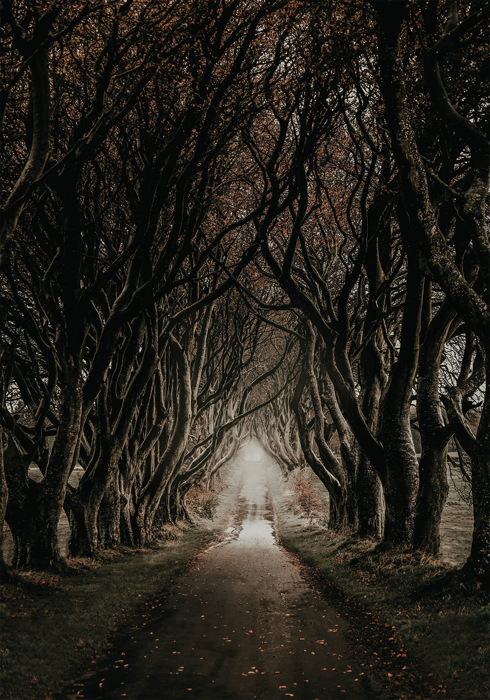 Road Through The Dark Hedges -juliste 