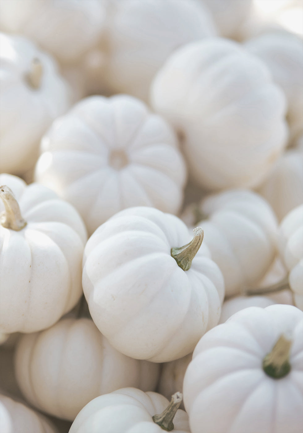 White Pumpkins Esteettinen juliste