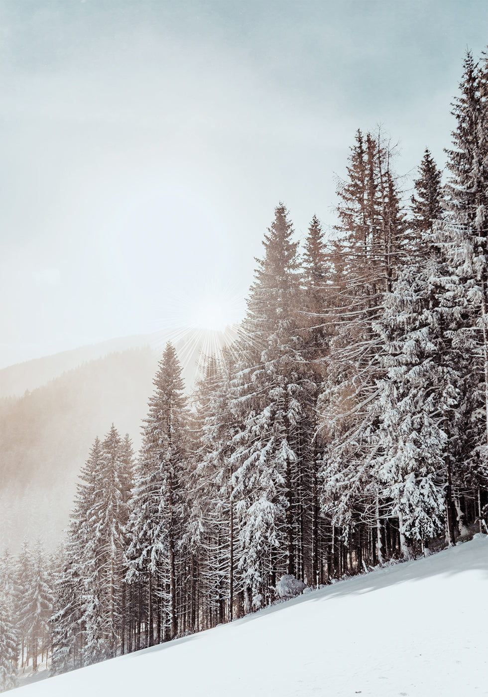 Snow Covered Trees -juliste 