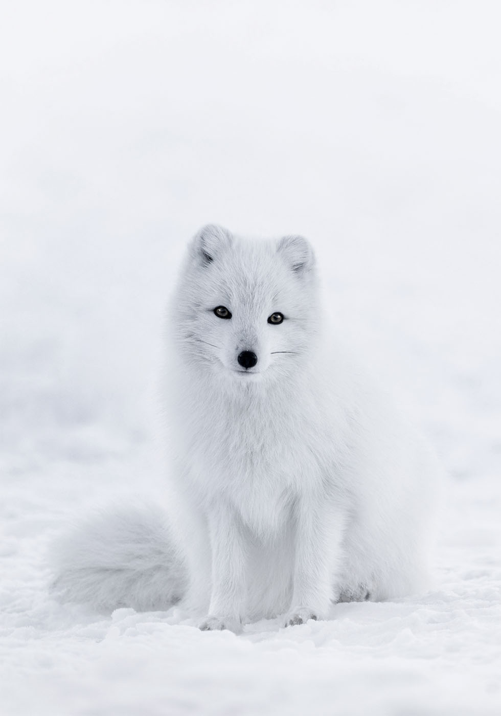 Snow Fox -juliste 