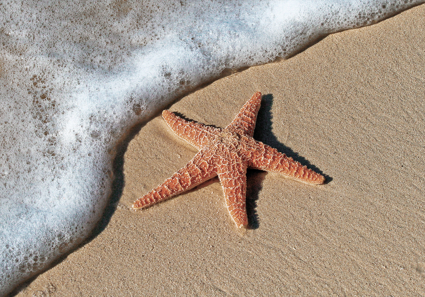 Starfish on the Beach Shoreline -juliste 