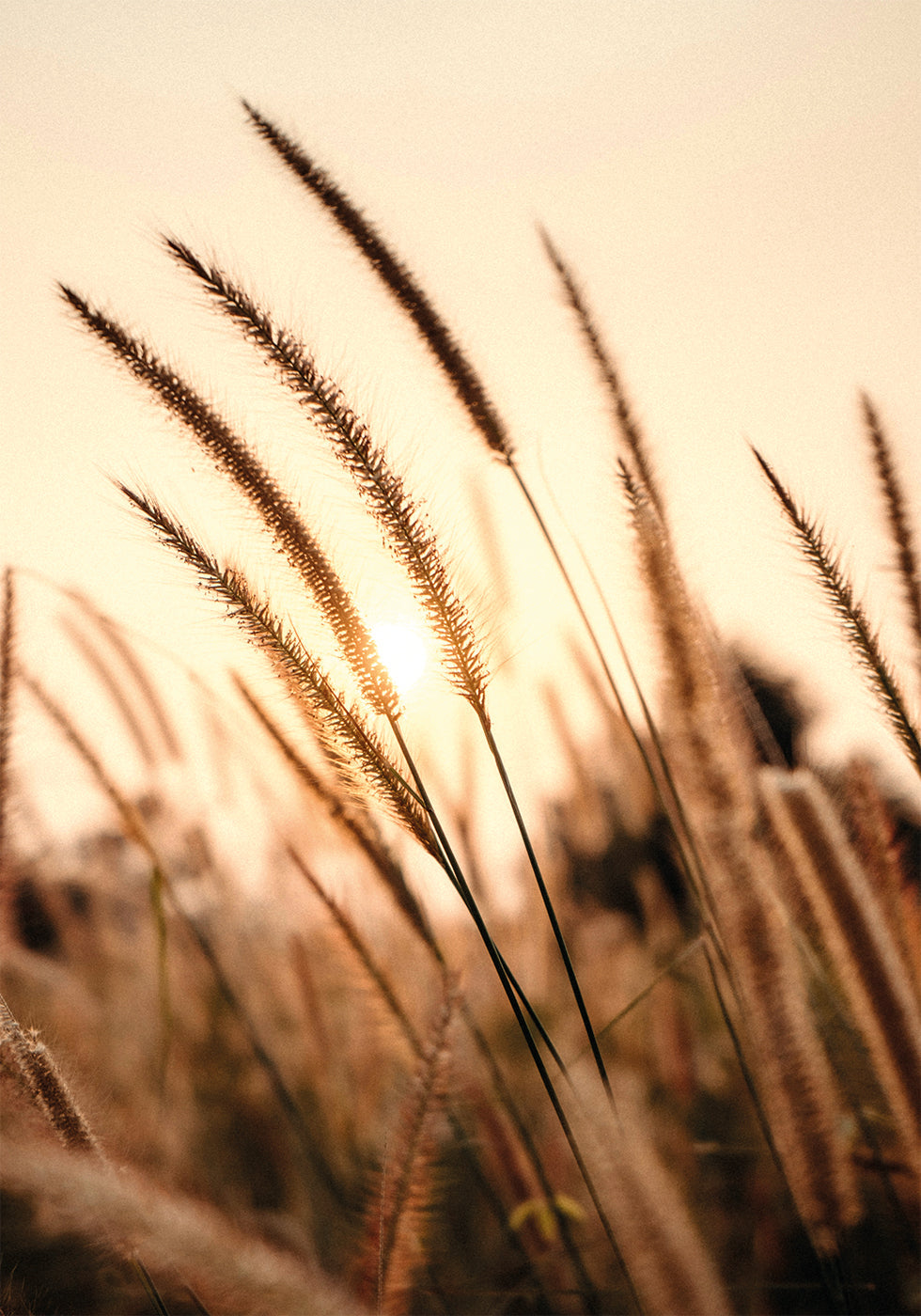 Sunset Dry Grass -juliste 