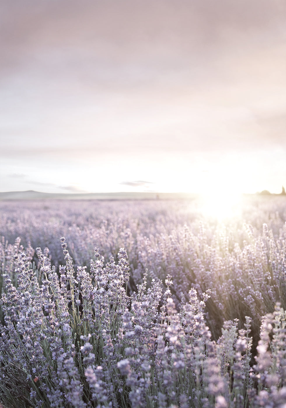 Sunset Over Lavender Fields -juliste 