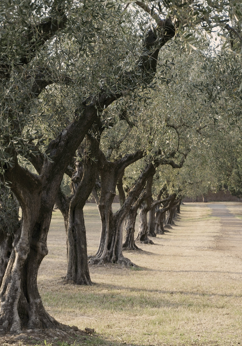 Trail In The Olive Garden -juliste 