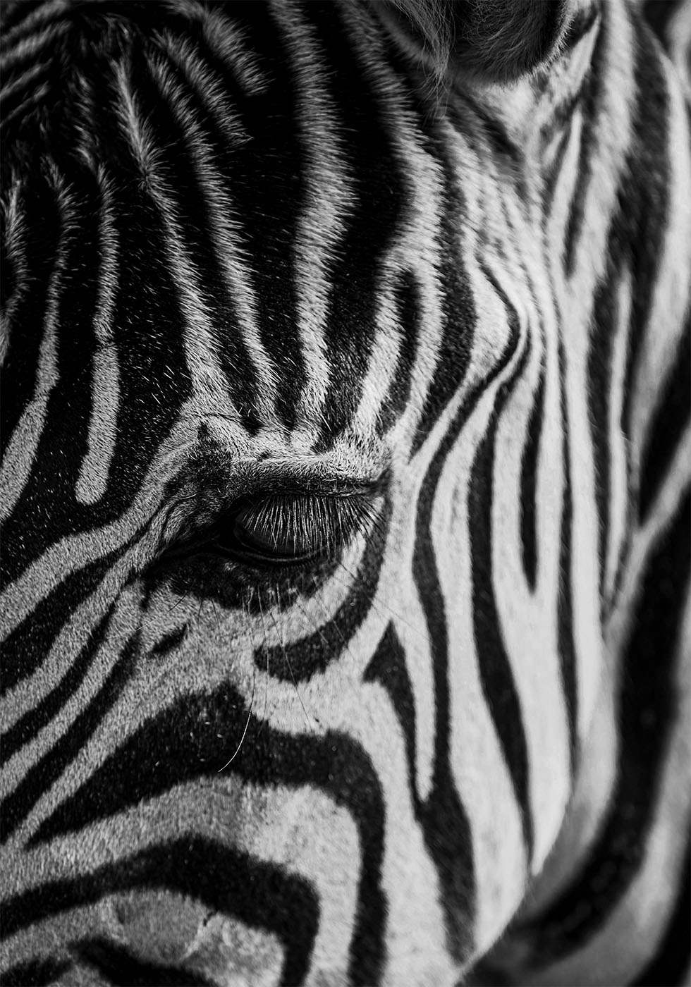 Zebra Eye -juliste 