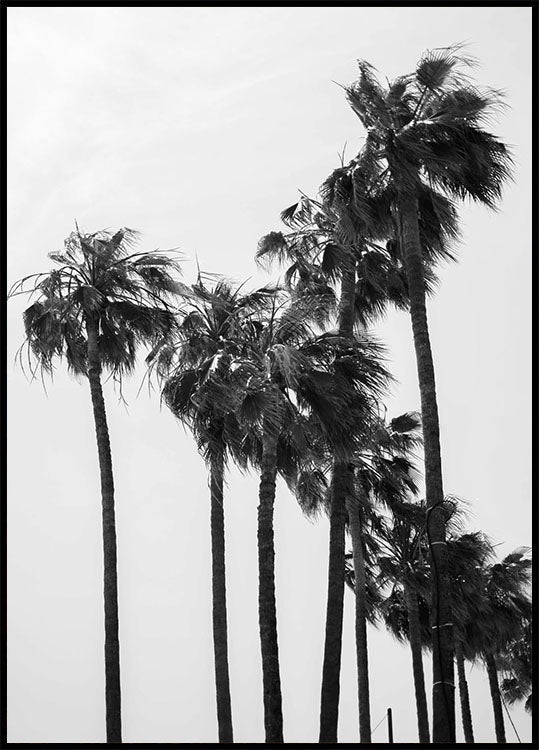 California Palm Trees Plakat - Posterbox.no