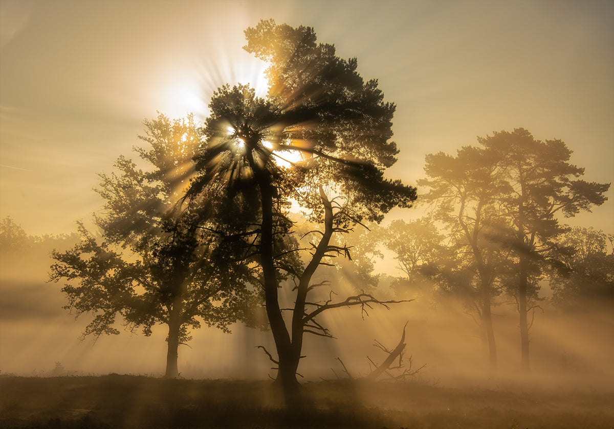 Popping sunrise.... (NEW) - Posterbox