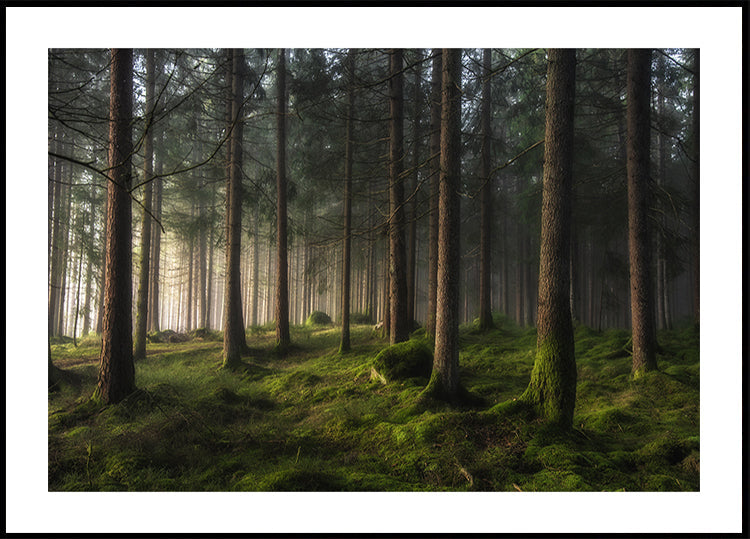 A sense of spring Plakat - Posterbox