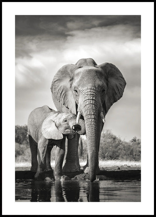 Elephant Love -juliste