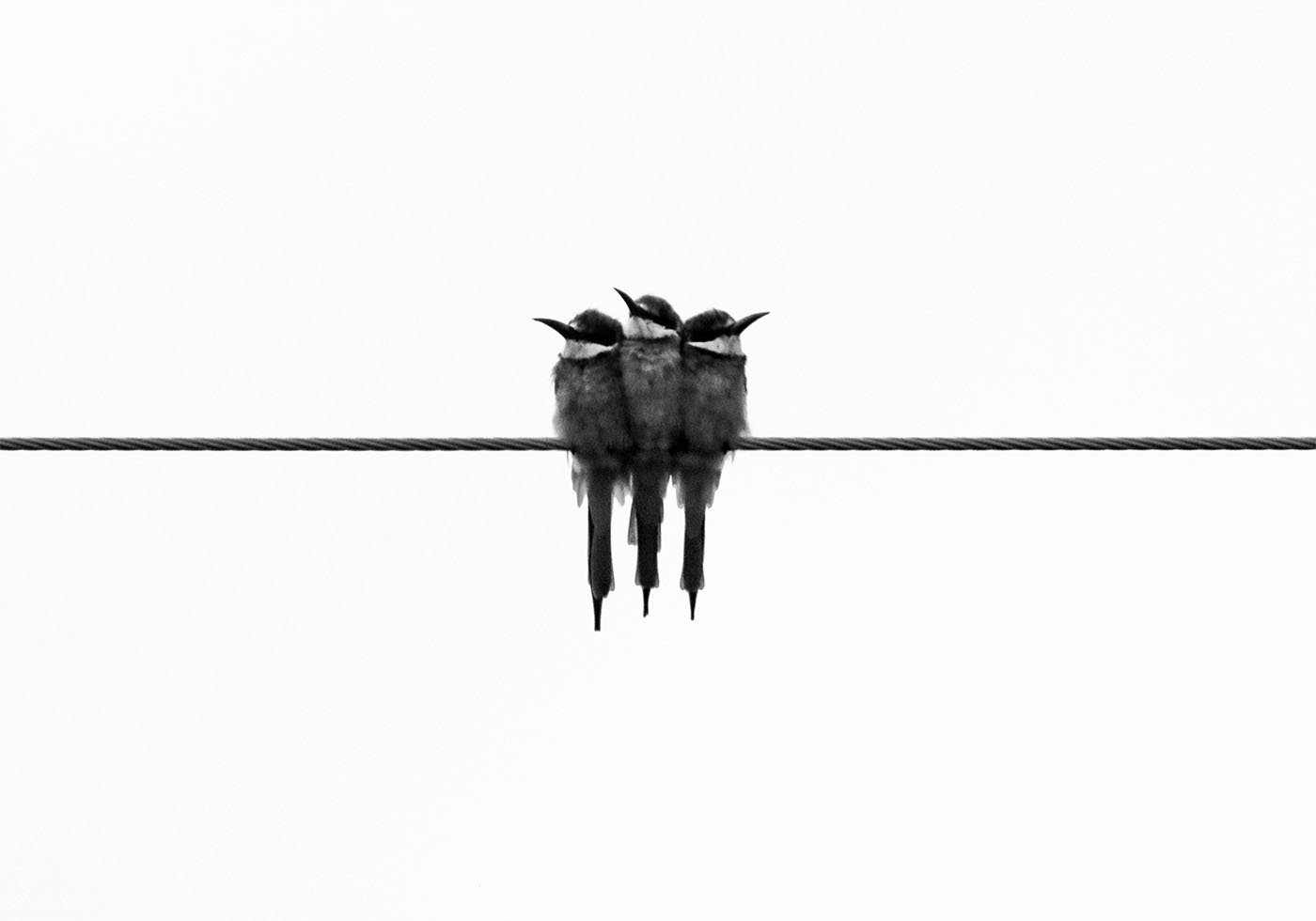 Birds On Wire -juliste 