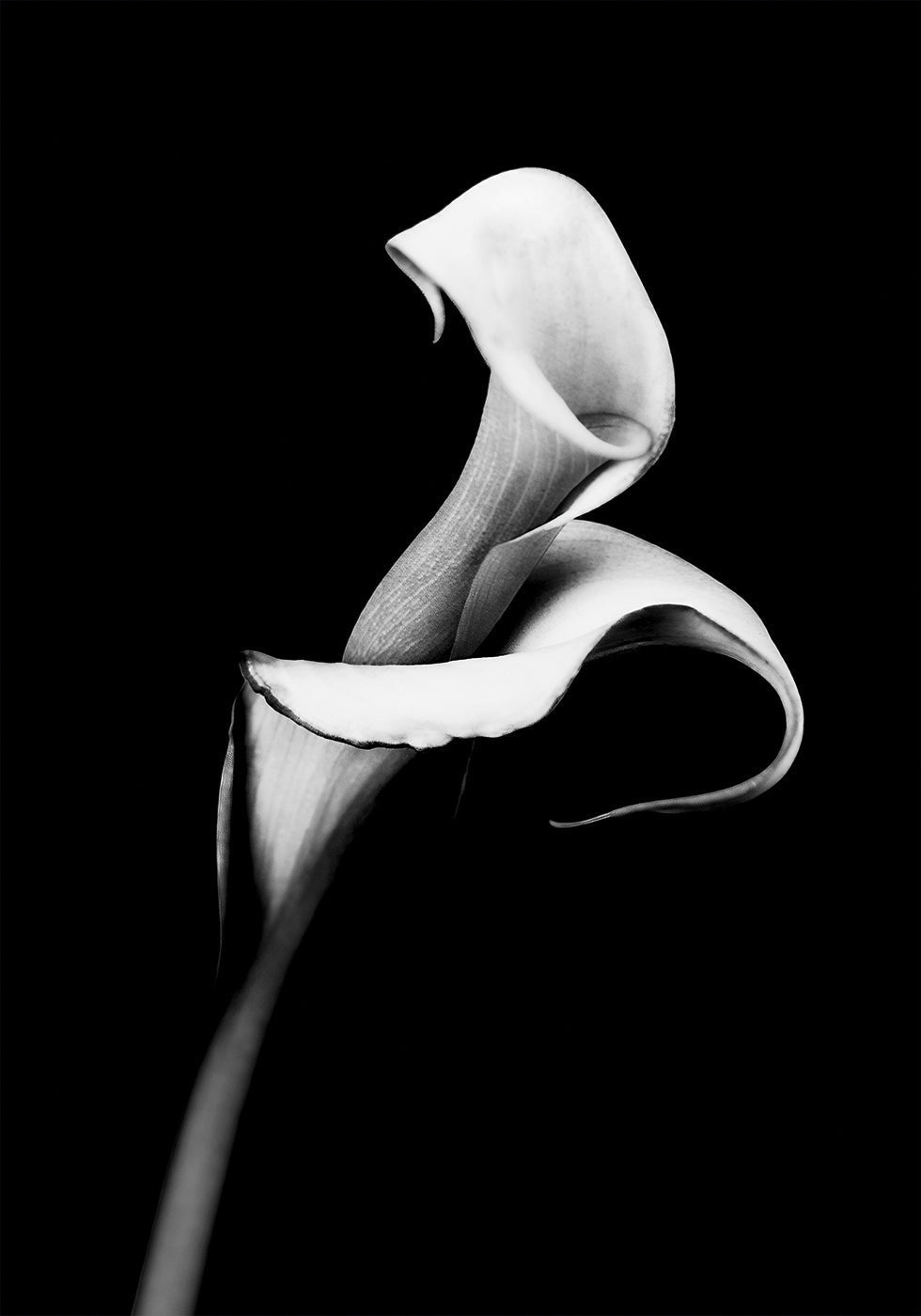 Calla Lily -juliste 