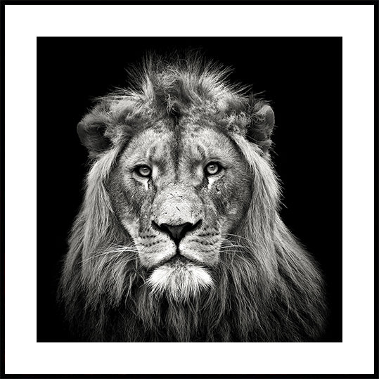 Young Male Lion Plakat - Posterbox