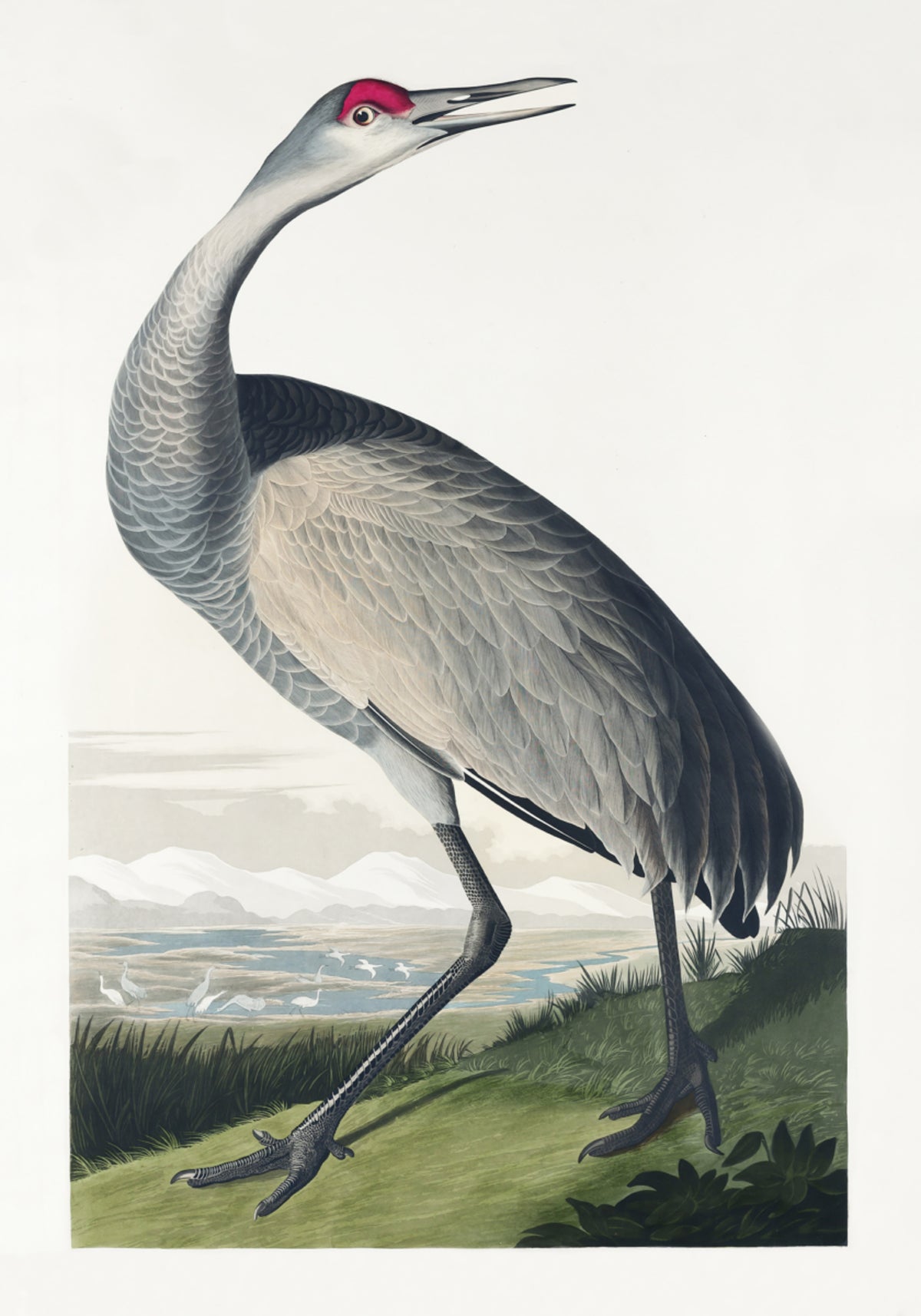Hinkukurkku Birds of Americasta (1827)
