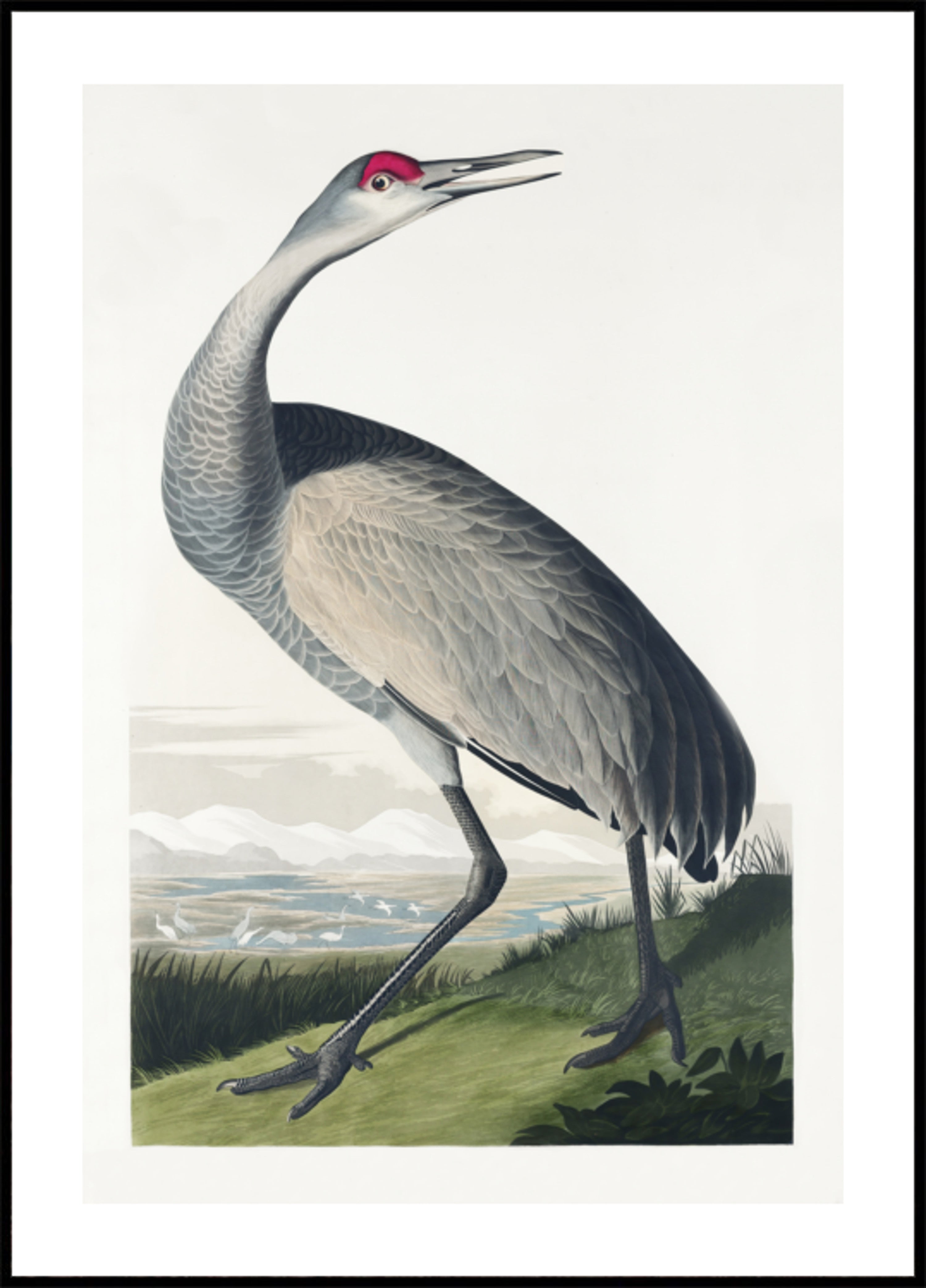 Hinkukurkku Birds of Americasta (1827)