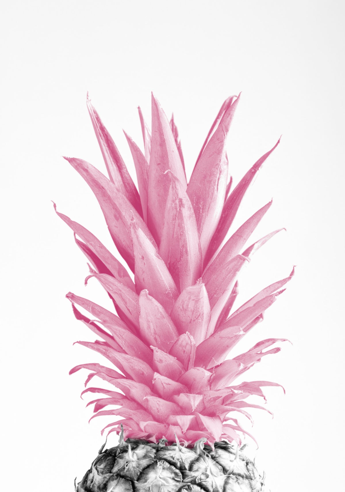 Trooppinen vaaleanpunainen ananas