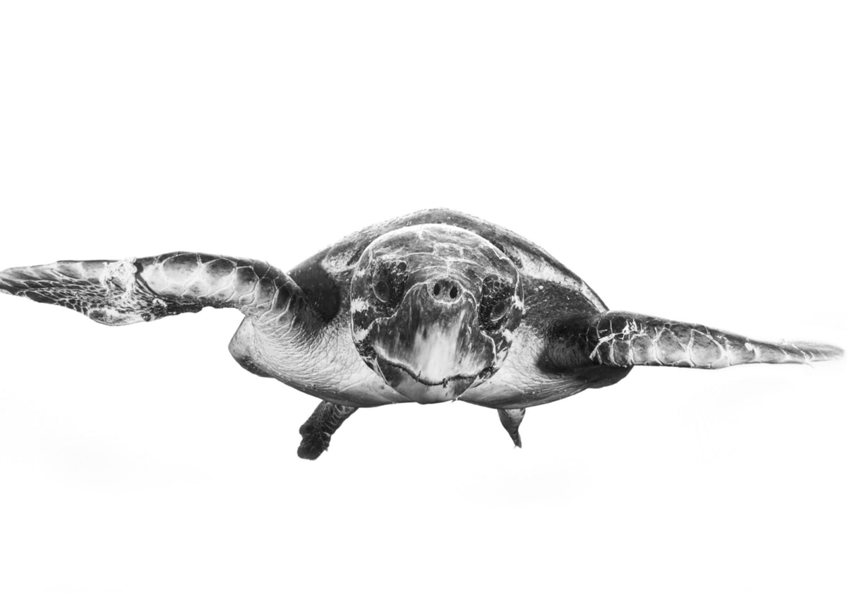 Graceful merikilpikonna
