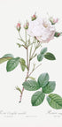 Cabbage Rose White Provence, Les Roses (1817–1824) - Posterbox