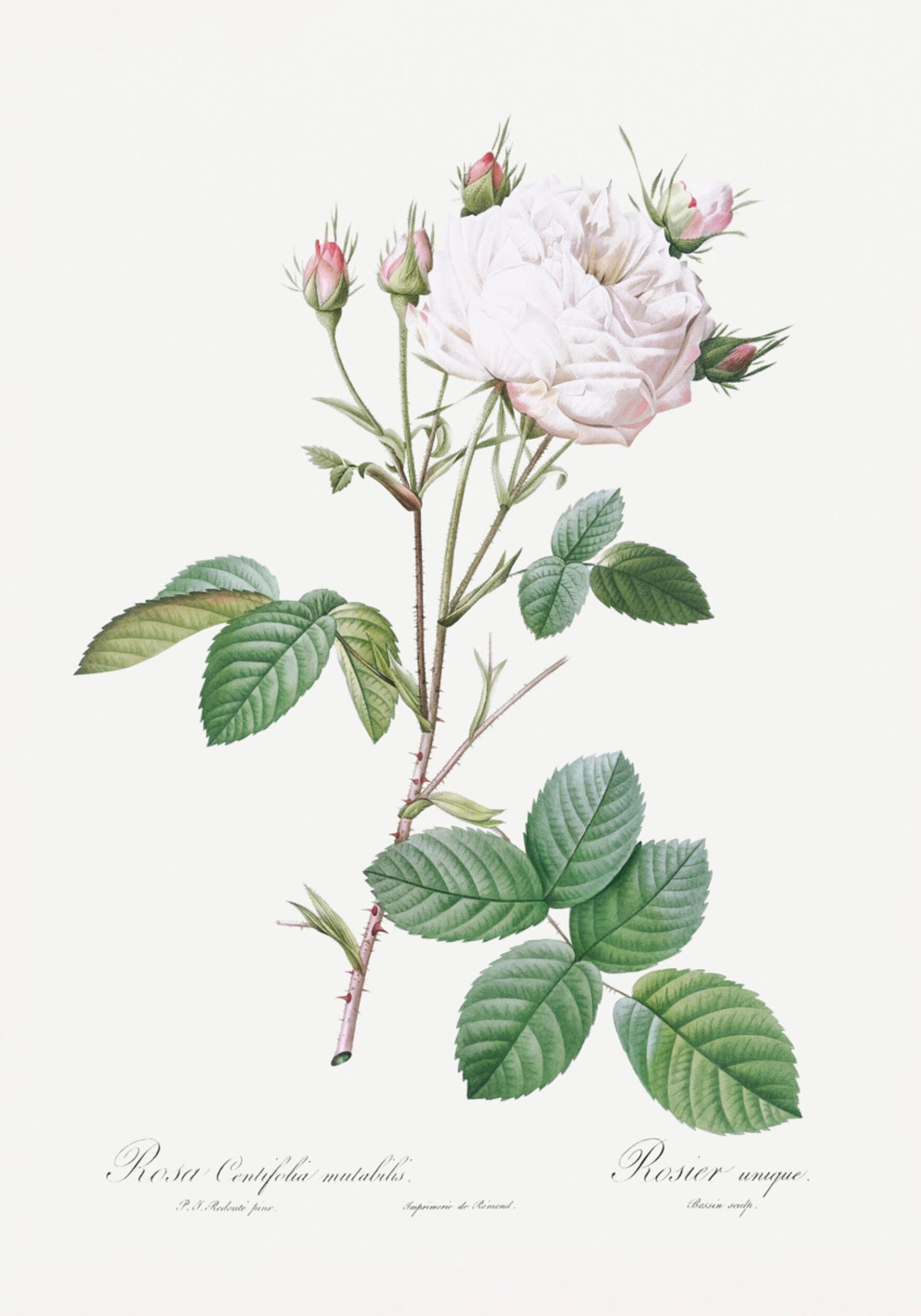 Cabbage Rose White Provence, Les Roses (1817–1824) - Posterbox