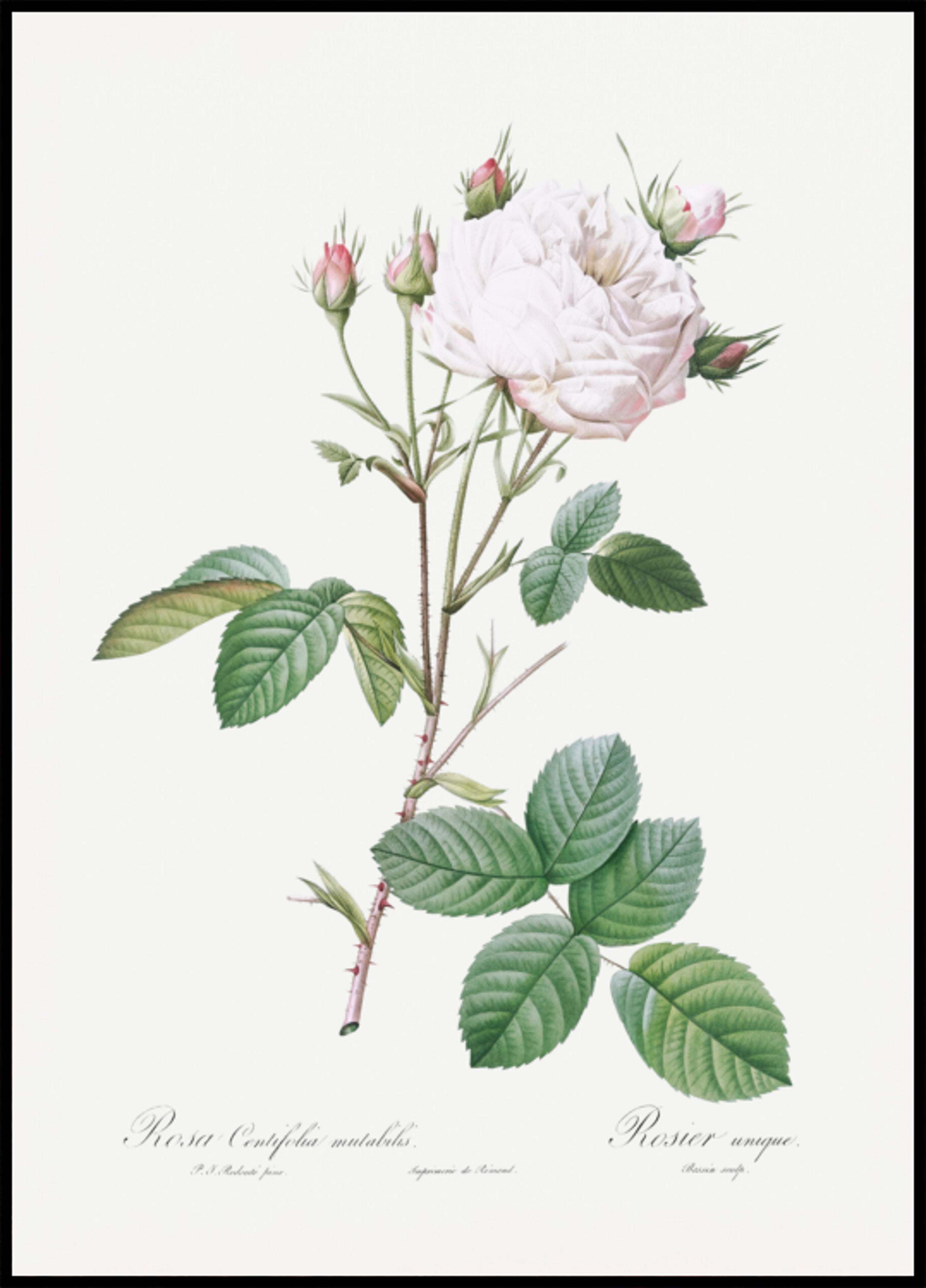 Kaaliruusu White Provence, Les Roses (1817–1824)
