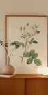 Cabbage Rose White Provence, Les Roses (1817–1824) - Posterbox