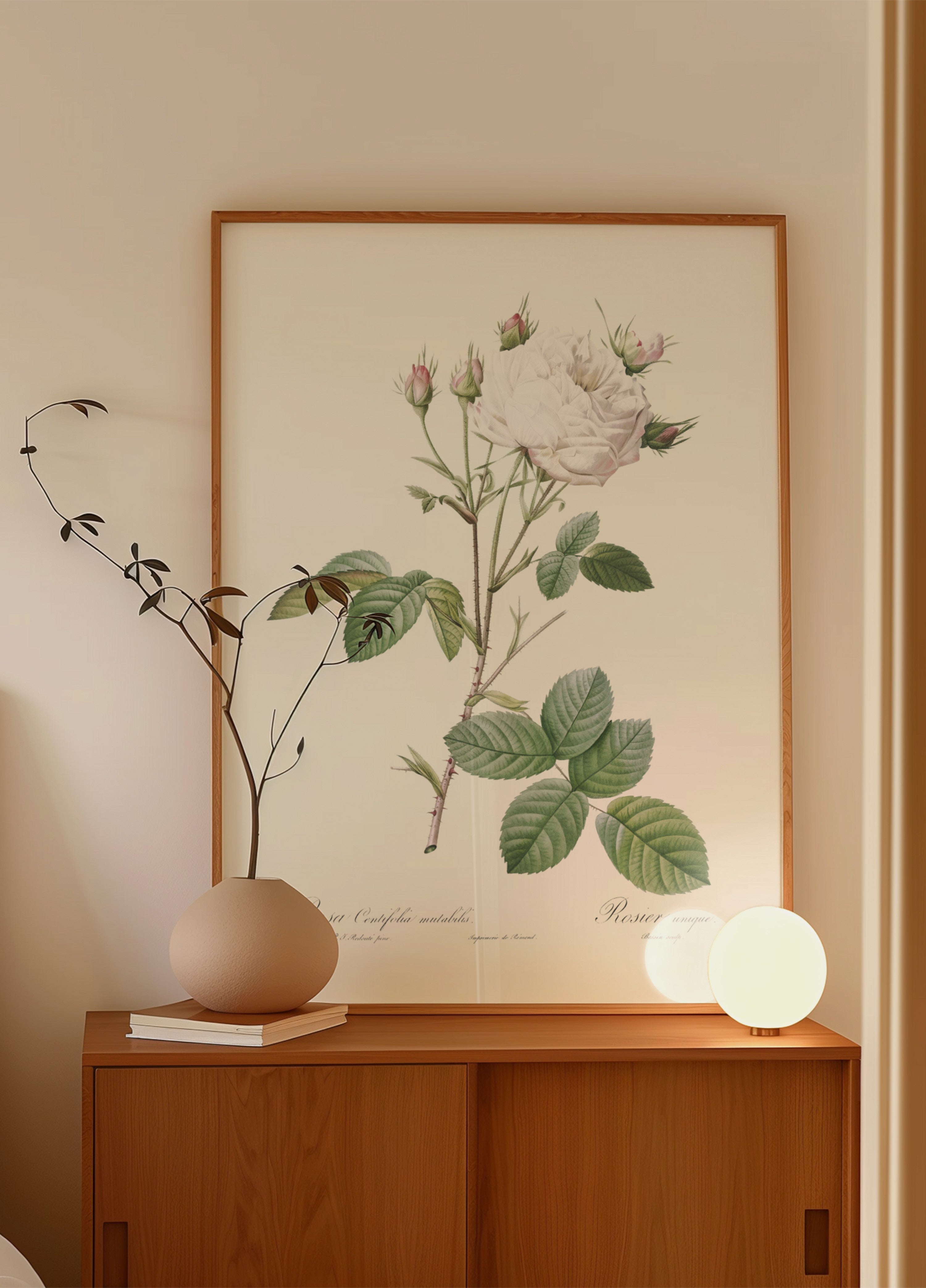 Kaaliruusu White Provence, Les Roses (1817–1824)