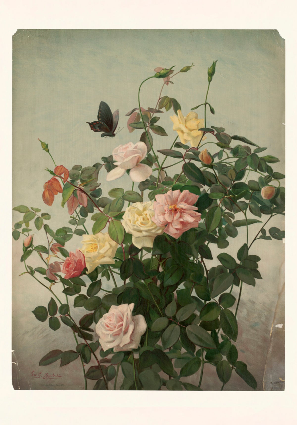Roses - Posterbox