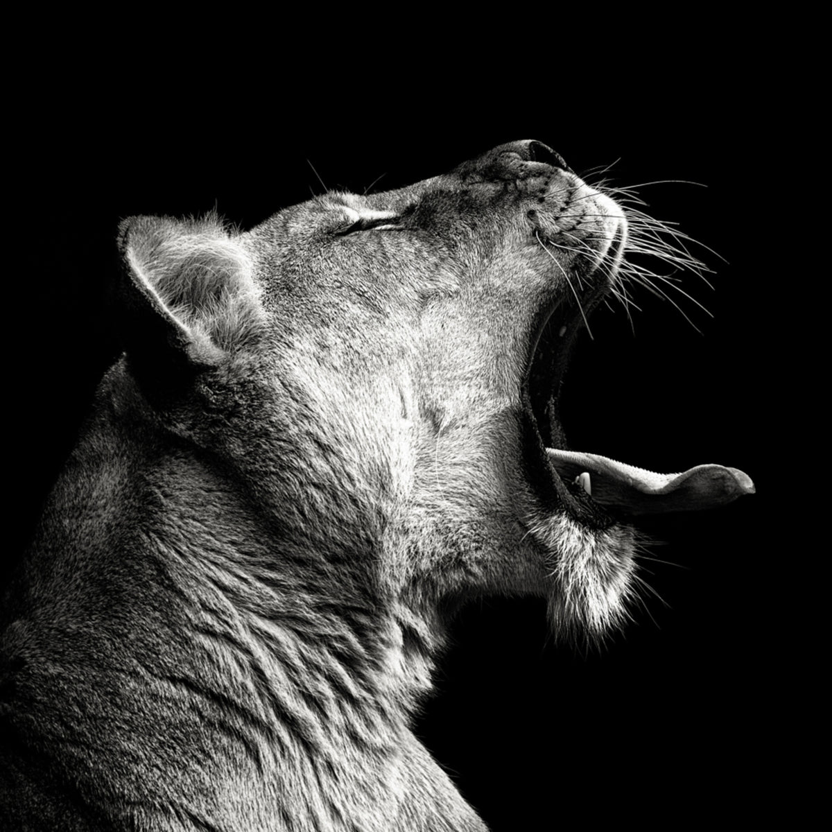Tehokas Lioness Yawn