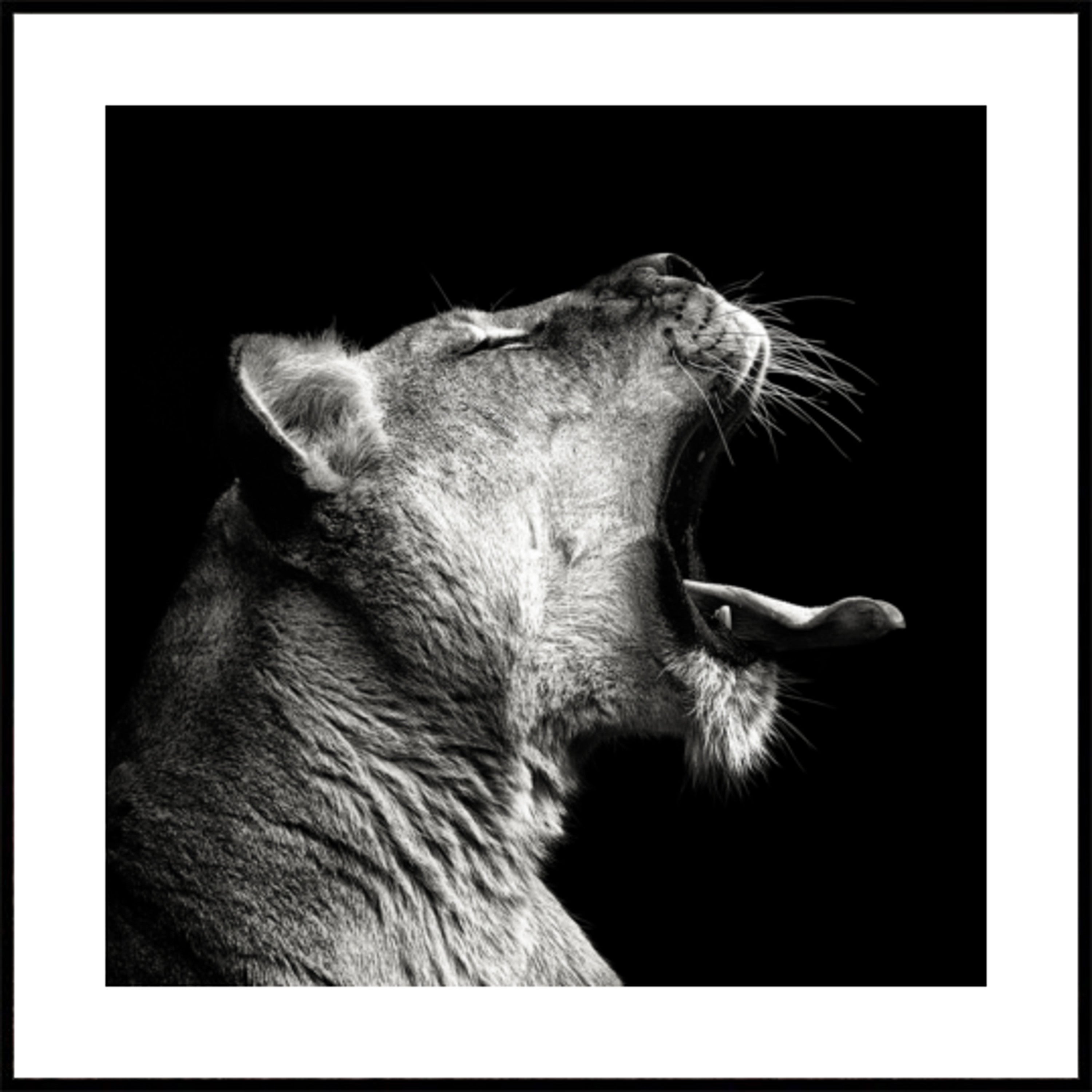 Tehokas Lioness Yawn