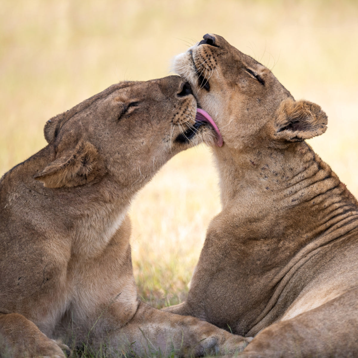 Afrikkalainen Lion Bond