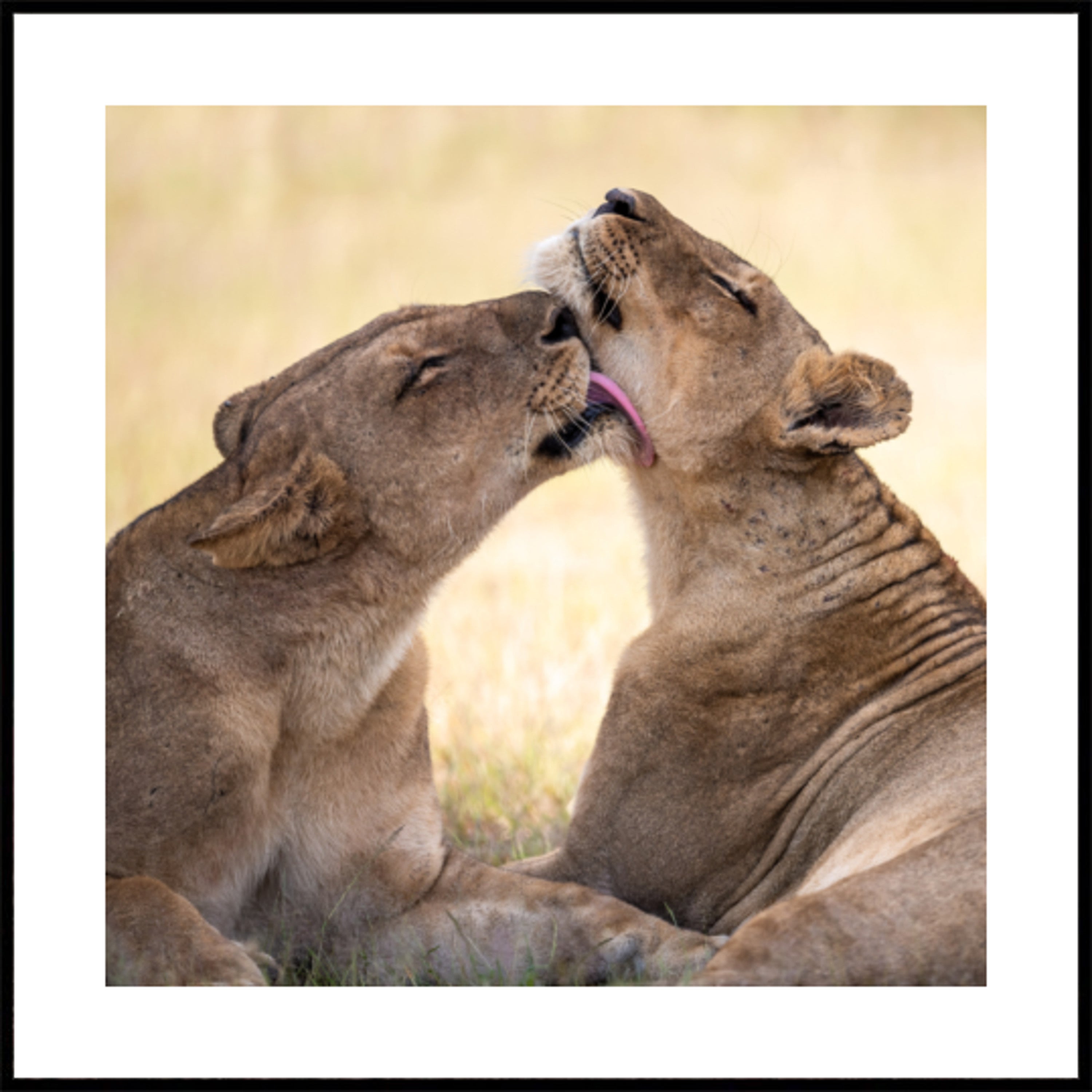 Afrikkalainen Lion Bond