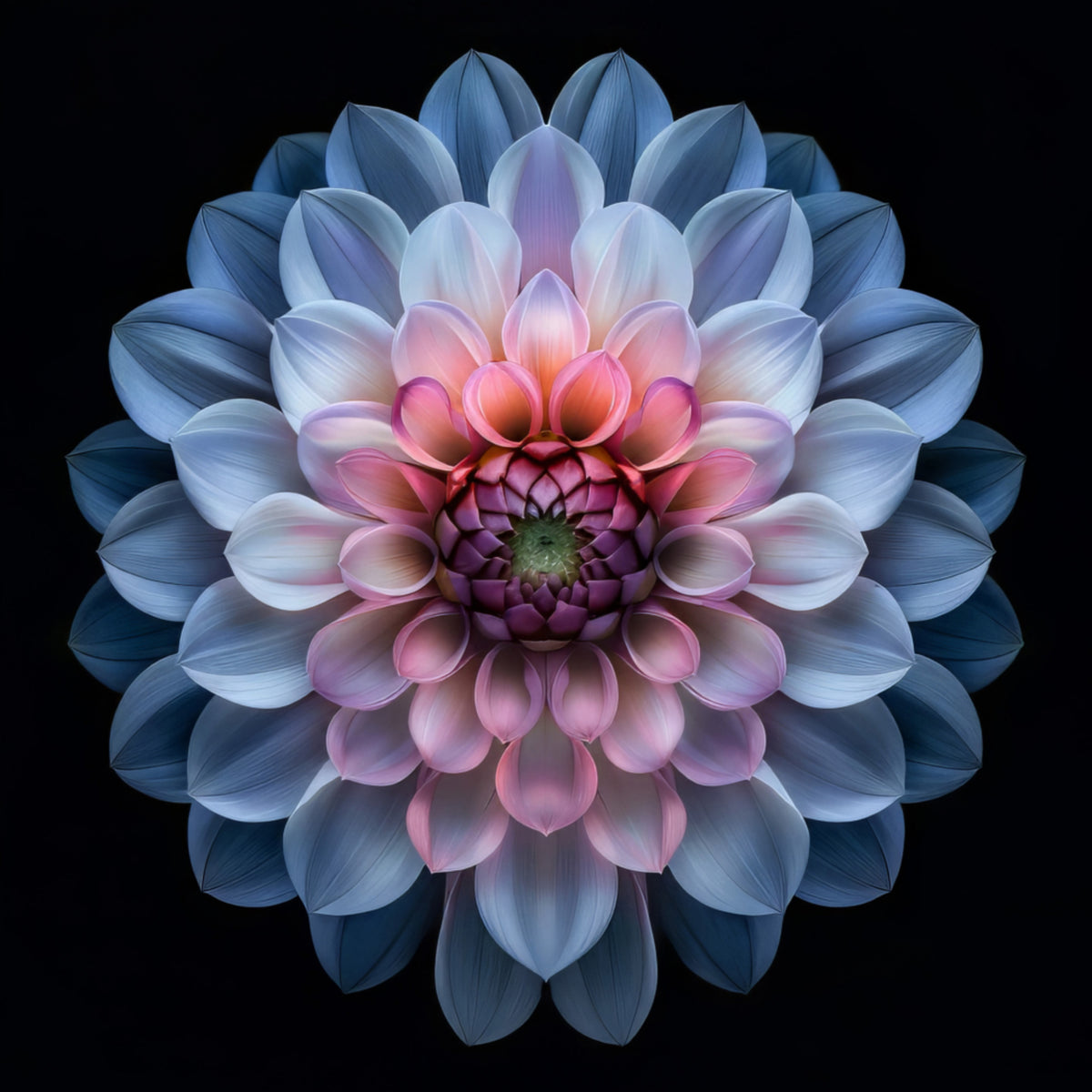 Vilkas Dahlia Bloom