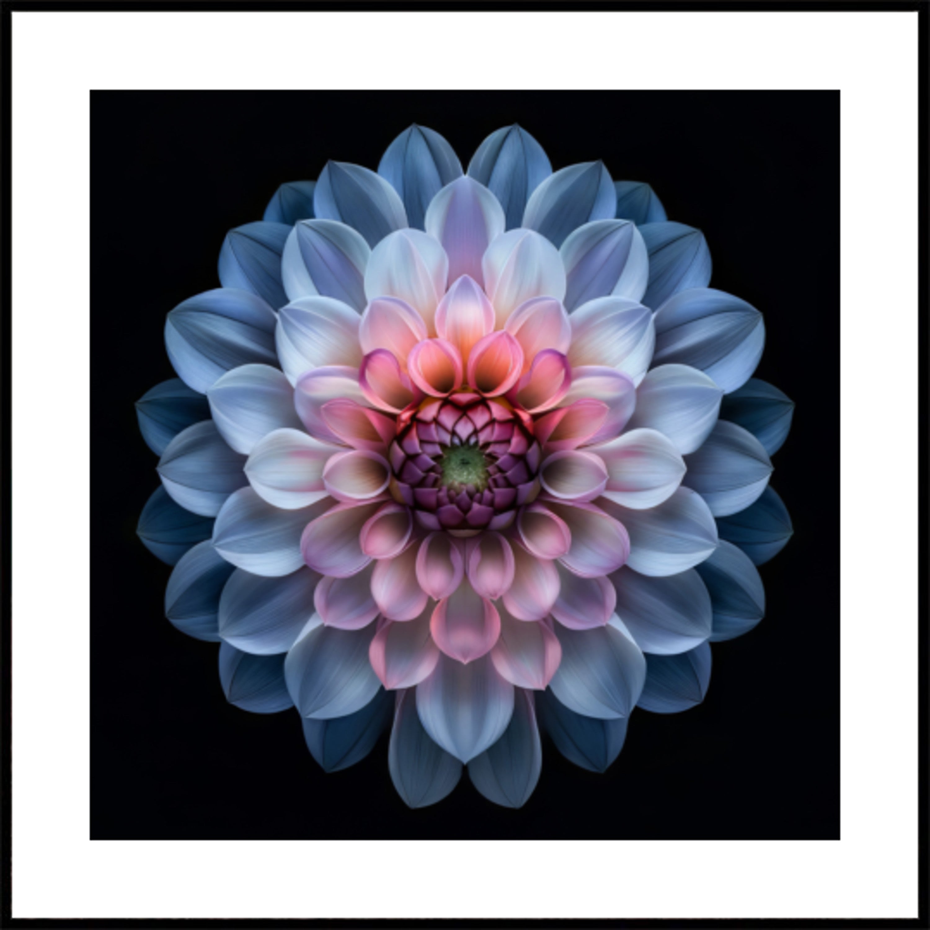Vilkas Dahlia Bloom