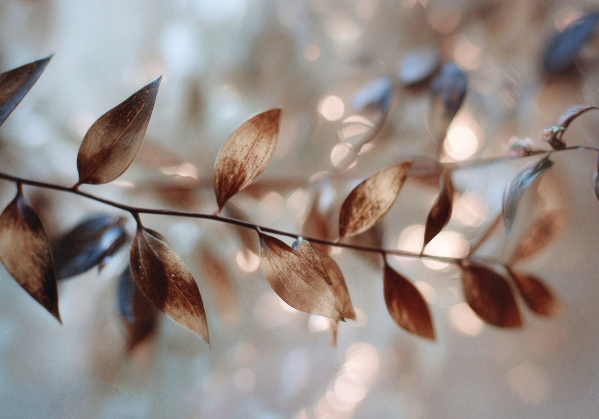 Herkät Bokeh-lehdet