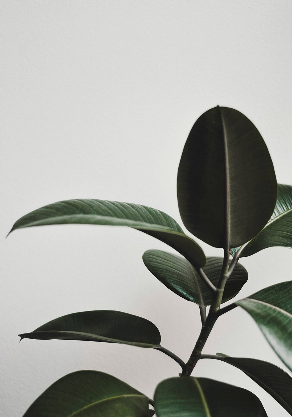 a close up of a plant with green leaves