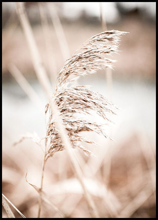 Dry Reeds Plakat - Posterbox.no