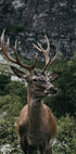 Deer and Mountains Plakat - Posterbox.dk