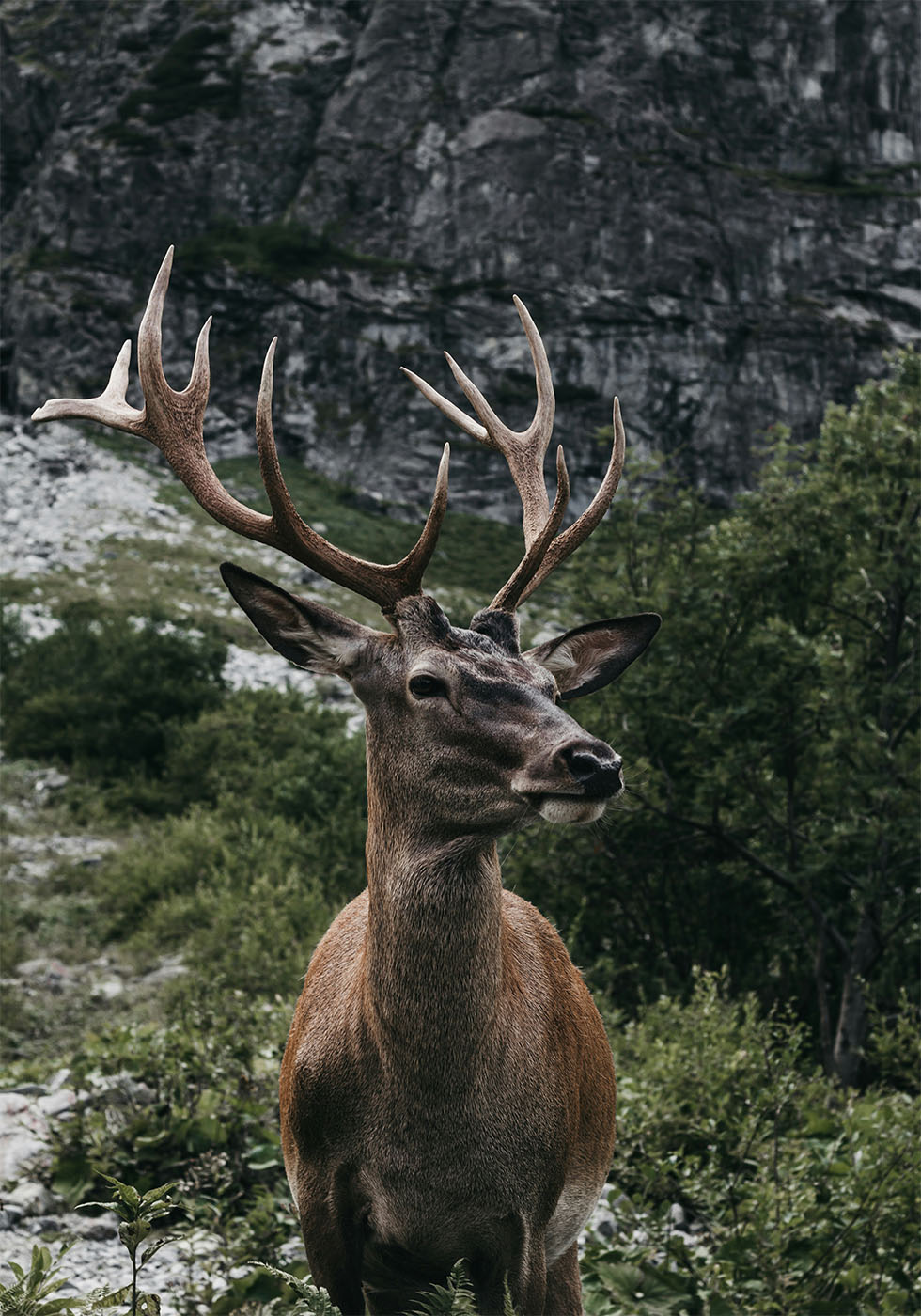 Deer and Mountains Plakat - Posterbox.dk