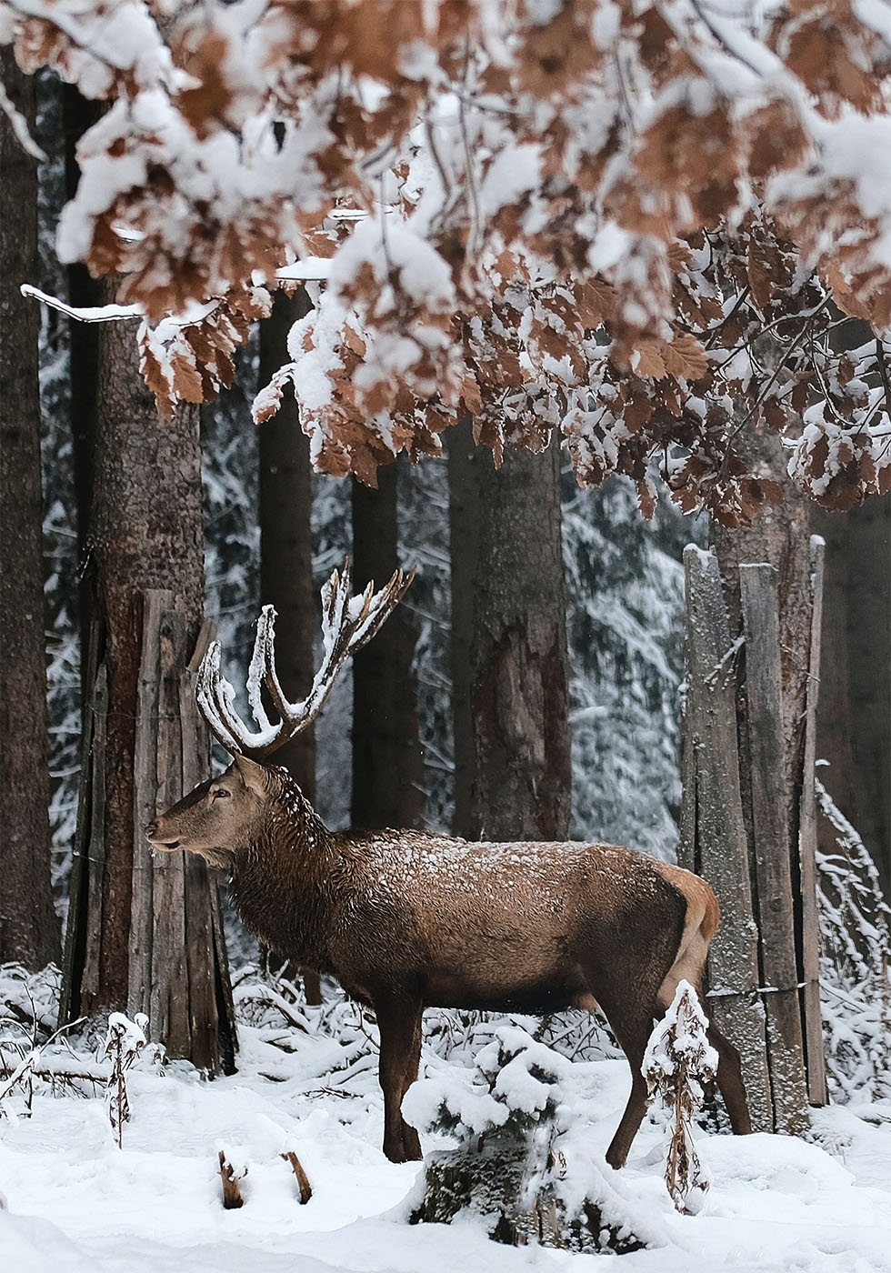 Hirvi lumisessa metsässä -juliste 