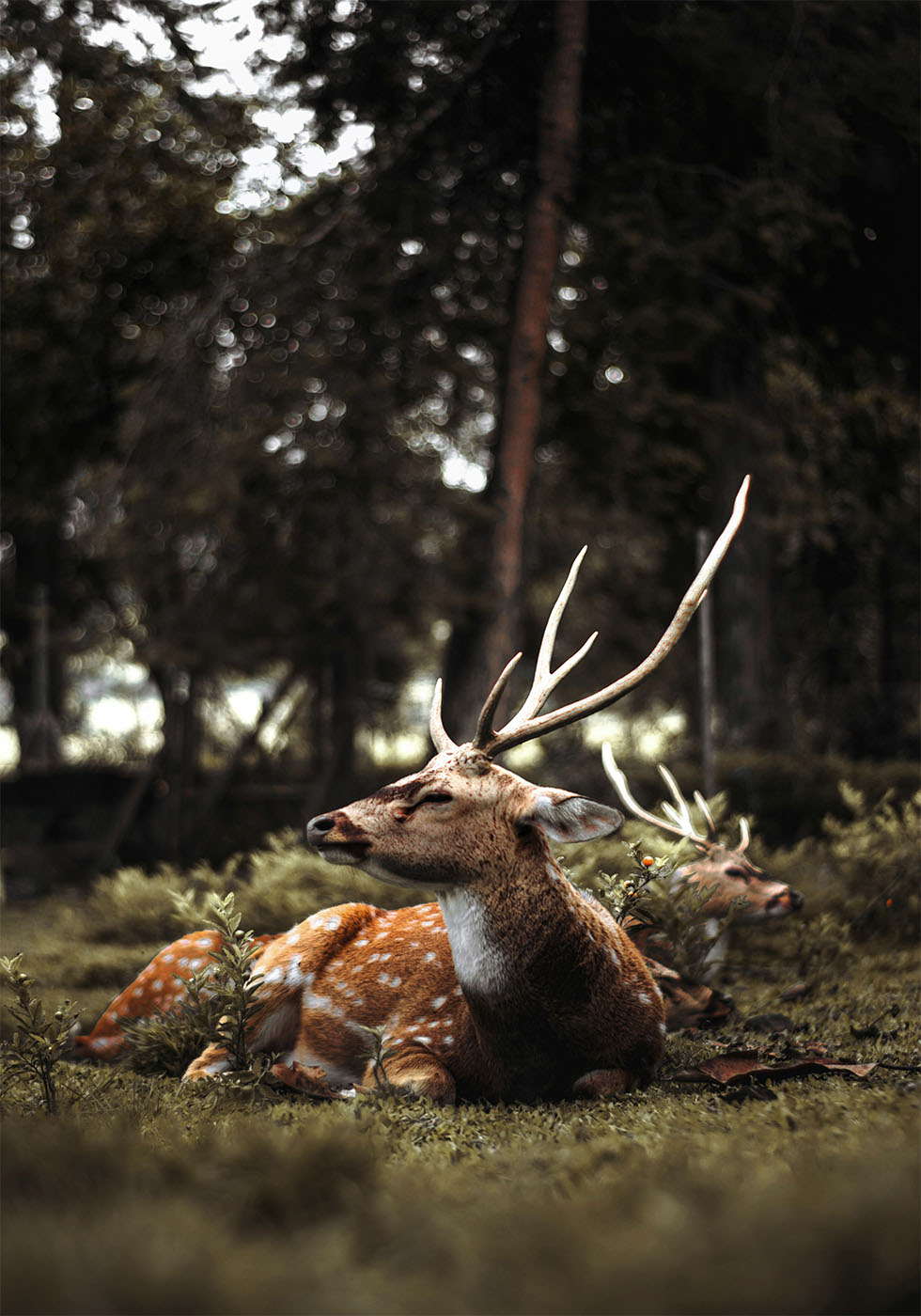 Deer In The Forest -juliste 