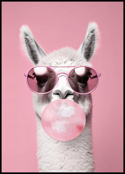 Llama With Bubble Gum Plakat - Posterbox.no